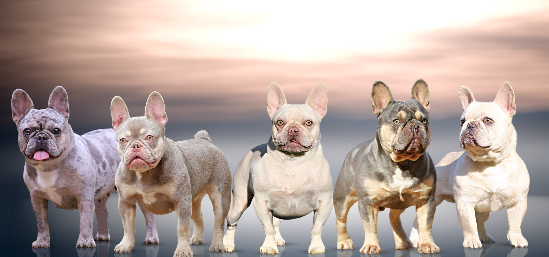 French Bulldogs for sale in Tennessee. Specializing in tri, merle, platinum, lilac, chocolate, isabella, and merle French Bulldog puppies. (1)