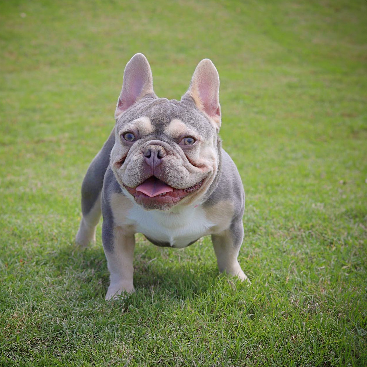 ABKC Champion Luther of Nvous Frenchies