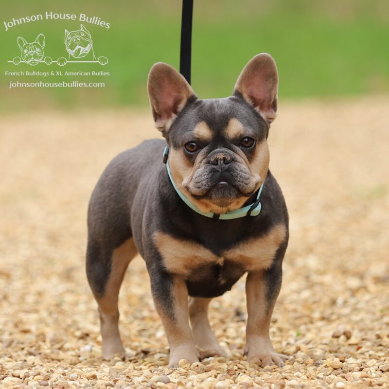 Read more about the article Tootie The Tyrant (Retired)