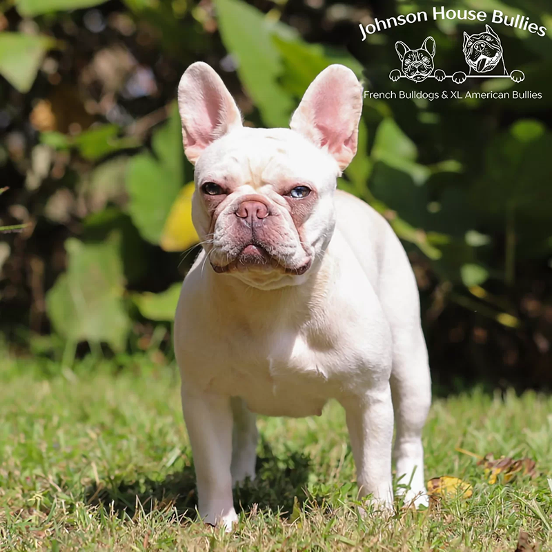 Emma of Johnson House Bullies. She was imported from UK