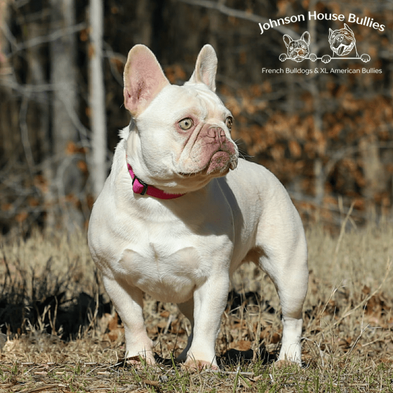 Read more about the article Johnson House Licky Lulu (Retired)