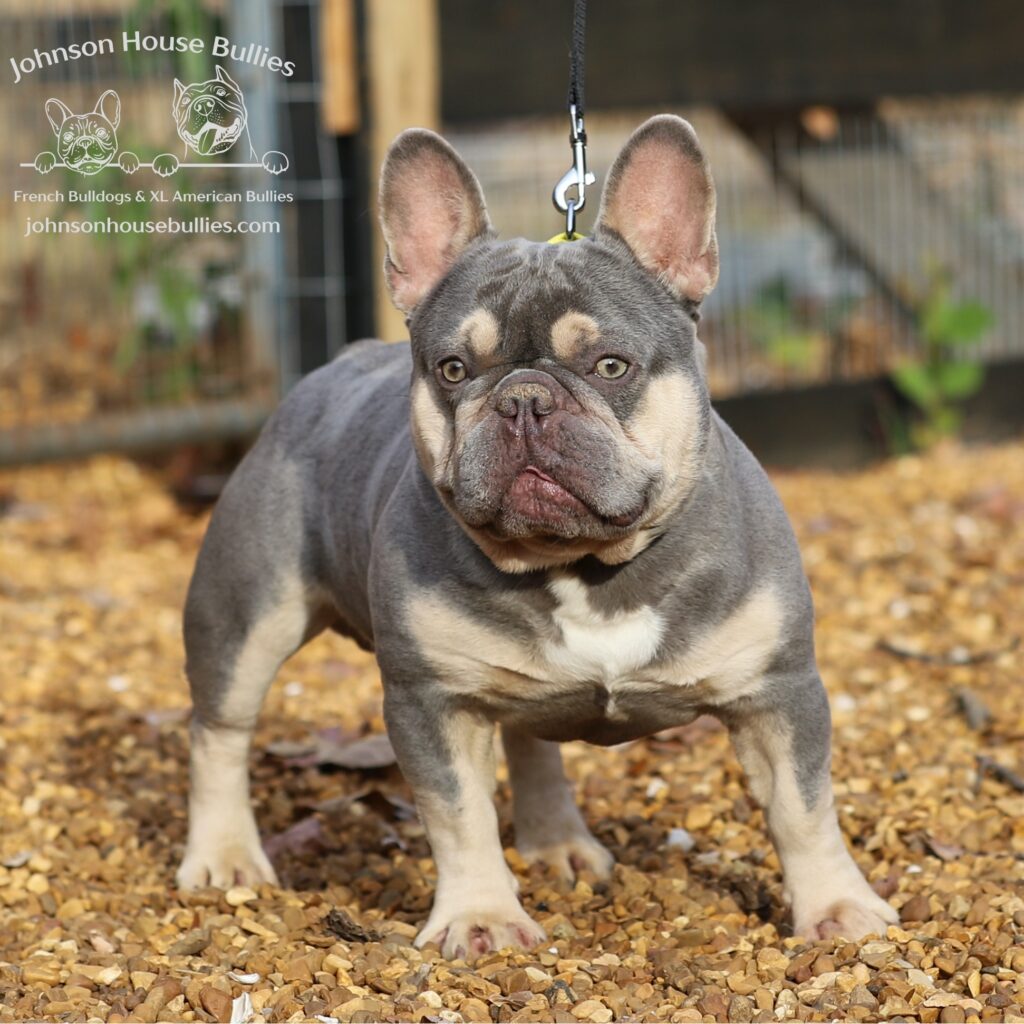 Read more about the article Johnson House Baby Boy (B.B.) (Retired)