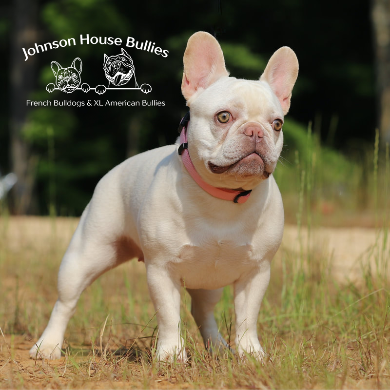 Read more about the article Johnson House A Friend Called Phoebe