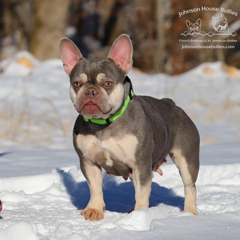 bulldog puppies for sale near Tennessee