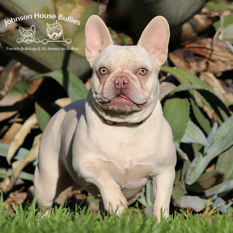 Read more about the article Brie McCheesy of JH (Retired)