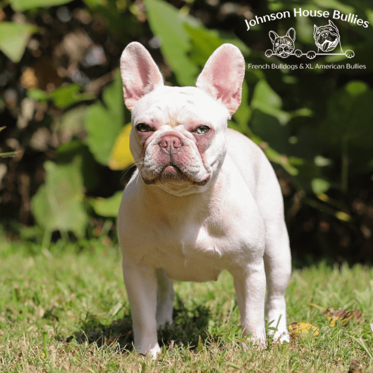 Read more about the article Emma of JH (Retired)