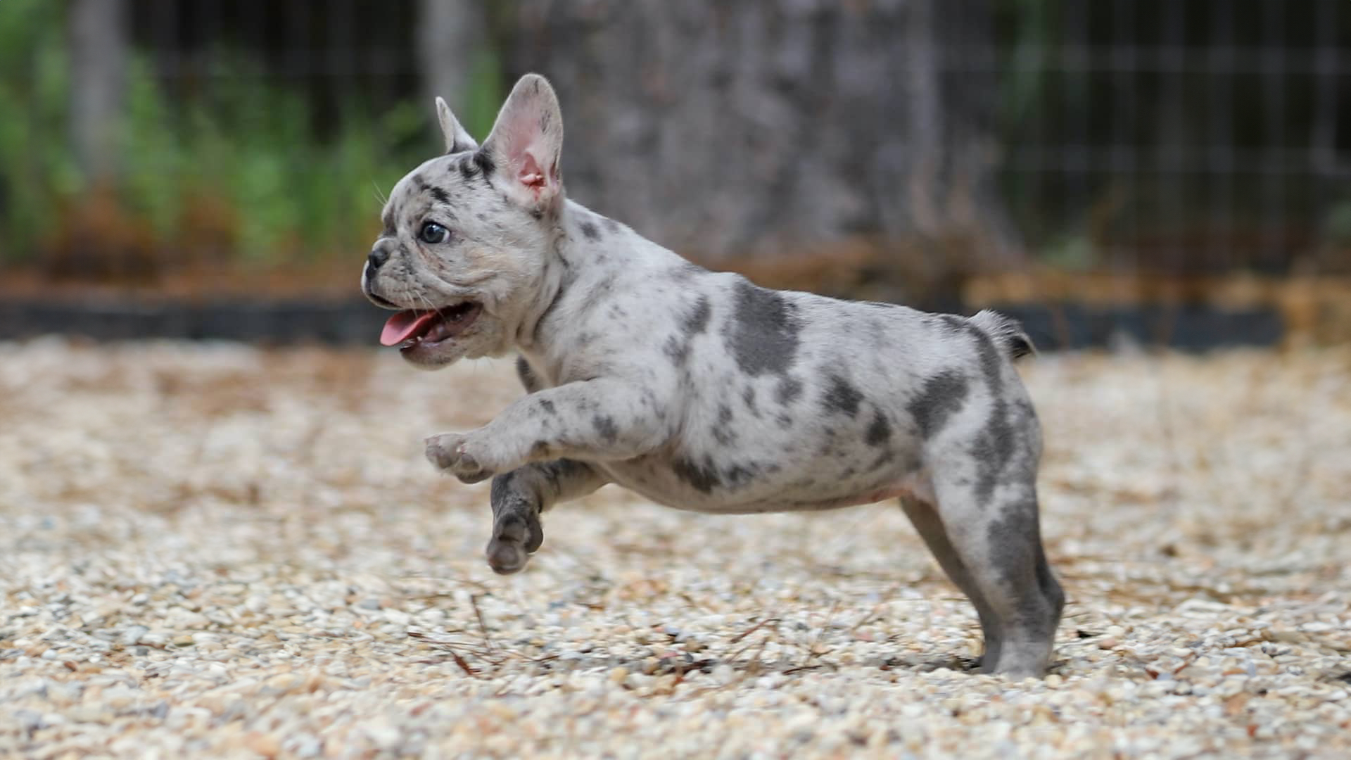 merle frenchies for sale from johnson house frenchies and johnson house bullies who are a french bulldog breeder of tn
