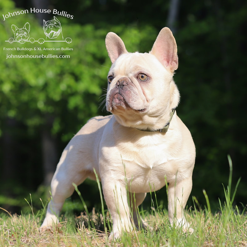 Read more about the article Johnson House That’s Mr. Magoo To You (Retired)
