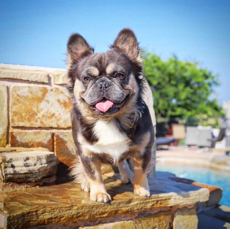 The beautiful fluffy lilac and tan chocolate and tan frenchie named Primetime of Nvous Frenchies