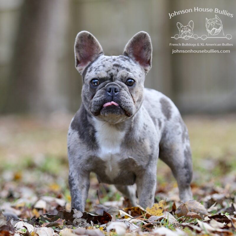 Blue Trindle Merle French Bulldog