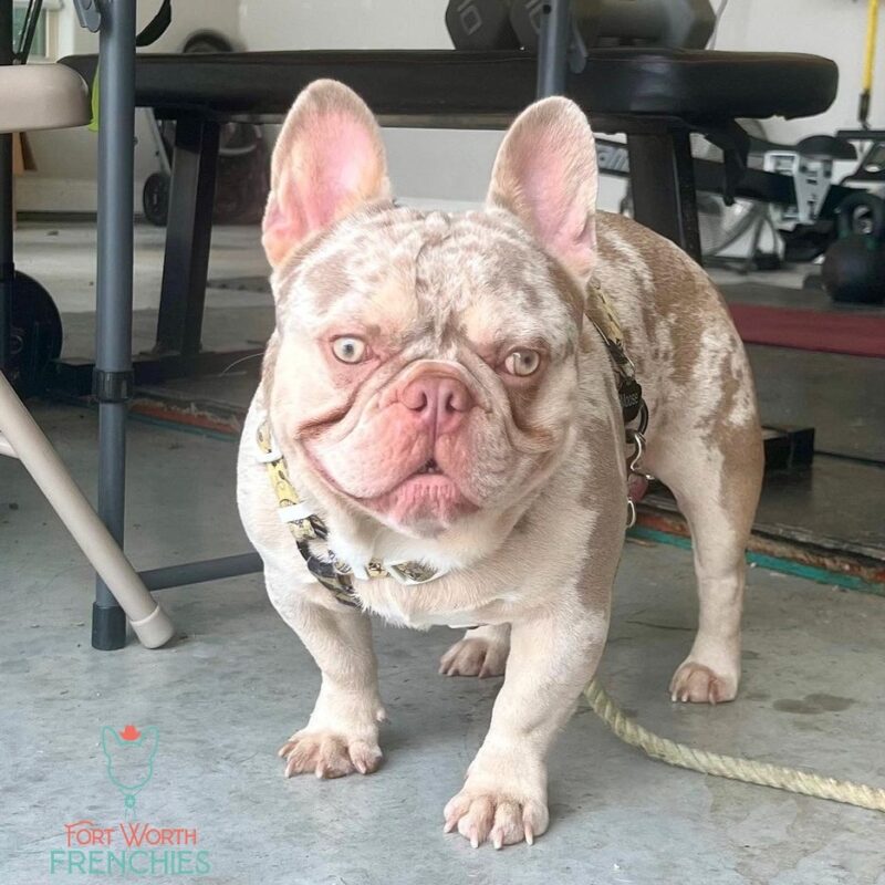 new shade Isabella merle French bulldog
