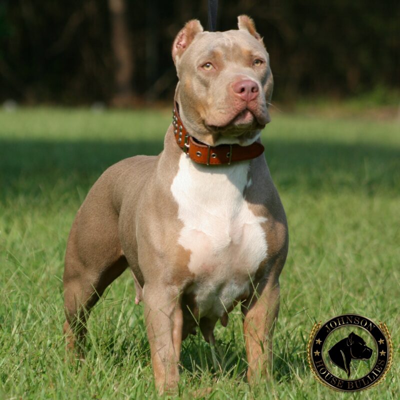 XL American Bully