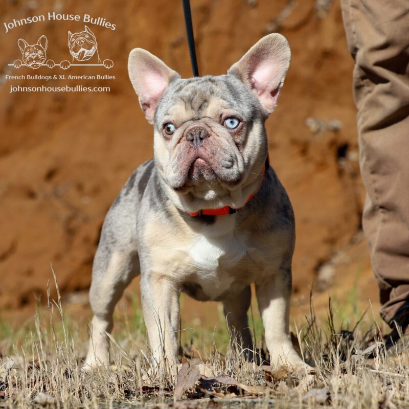 johnson house cornholio lilac and tan merle stud