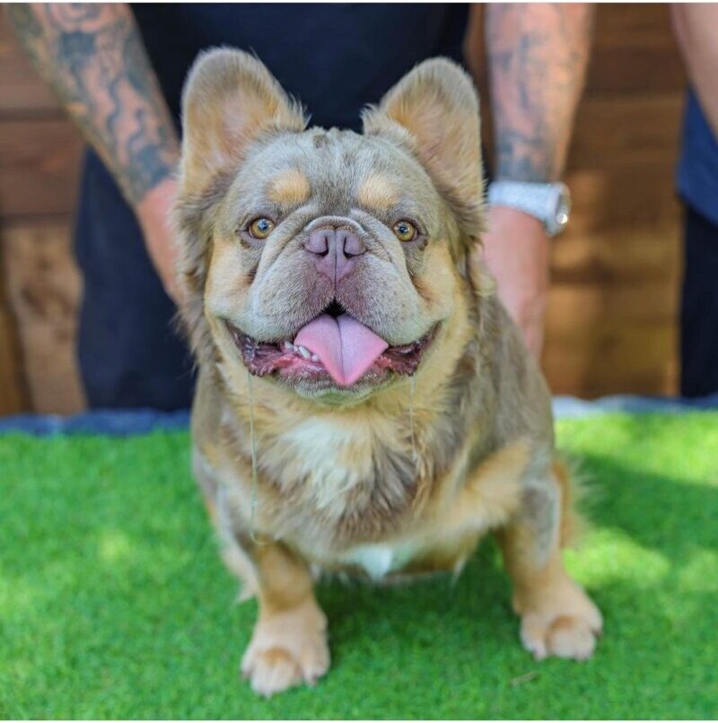 Nvous Frenchies LambChop Isabella Fluffy French Bulldog