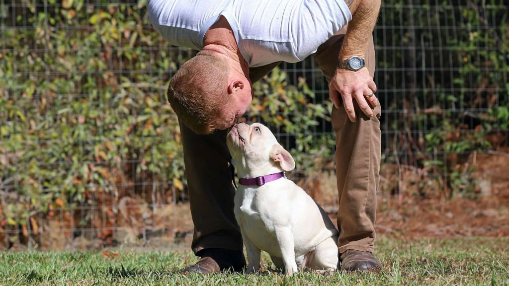 Amazing french bulldog breeders in tennessee