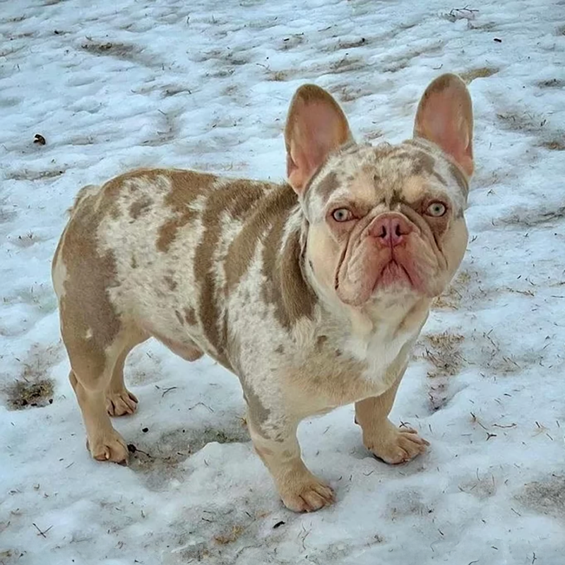 Fort Worth Frenchies Bubbles is a stud used at Johnson House Bullies.