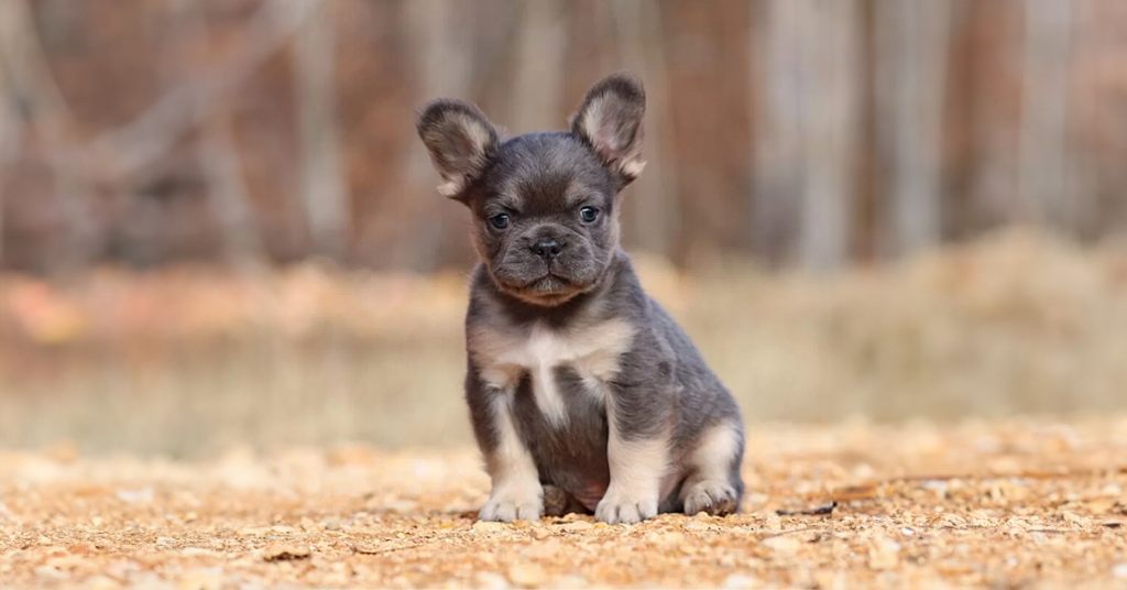 Read more about the article The Origins of Fluffy French Bulldogs