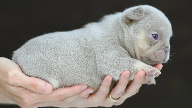 Read more about the article Not All French Bulldog Breeders Are Made the Same