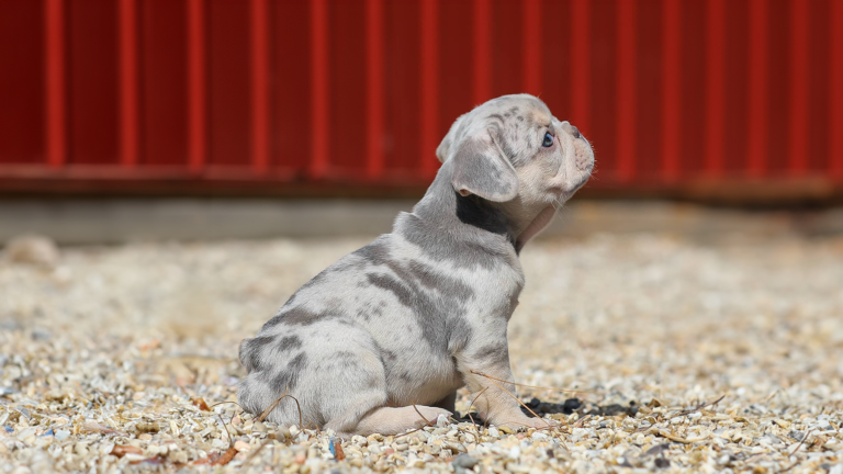 Read more about the article Why Do French Bulldogs Have Small Tails?