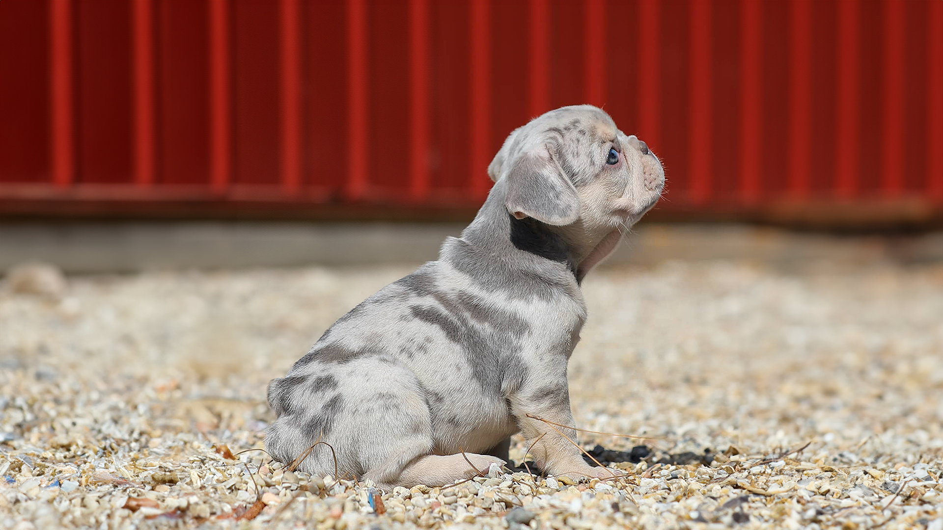 Read more about the article Why Do French Bulldogs Have Small Tails?