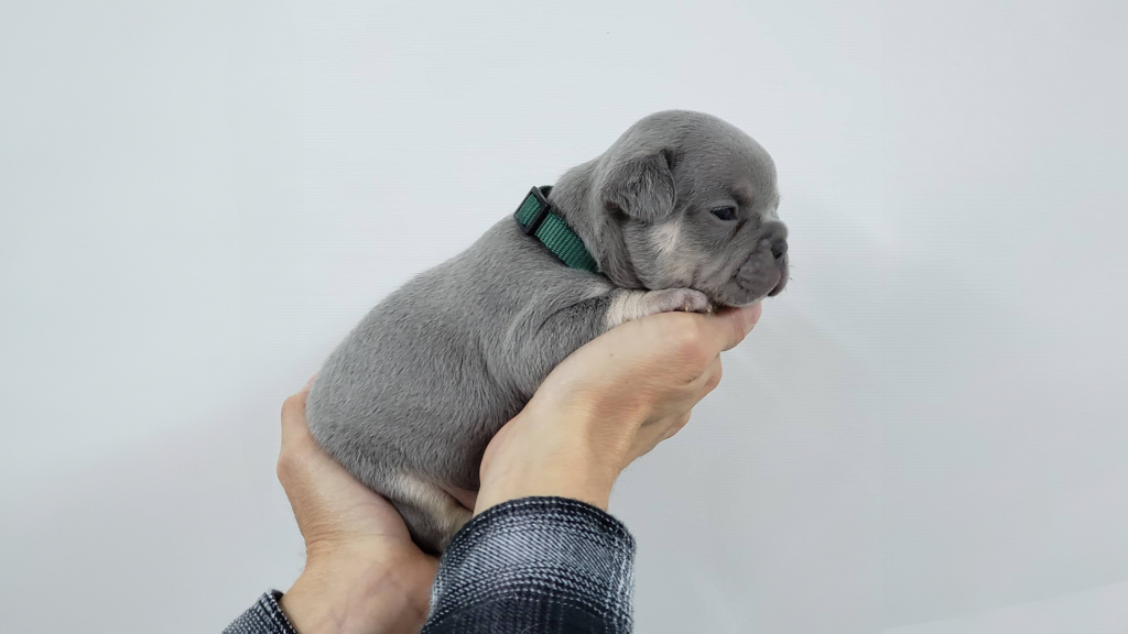 Read more about the article Things to Consider When Picking a French Bulldog Puppy