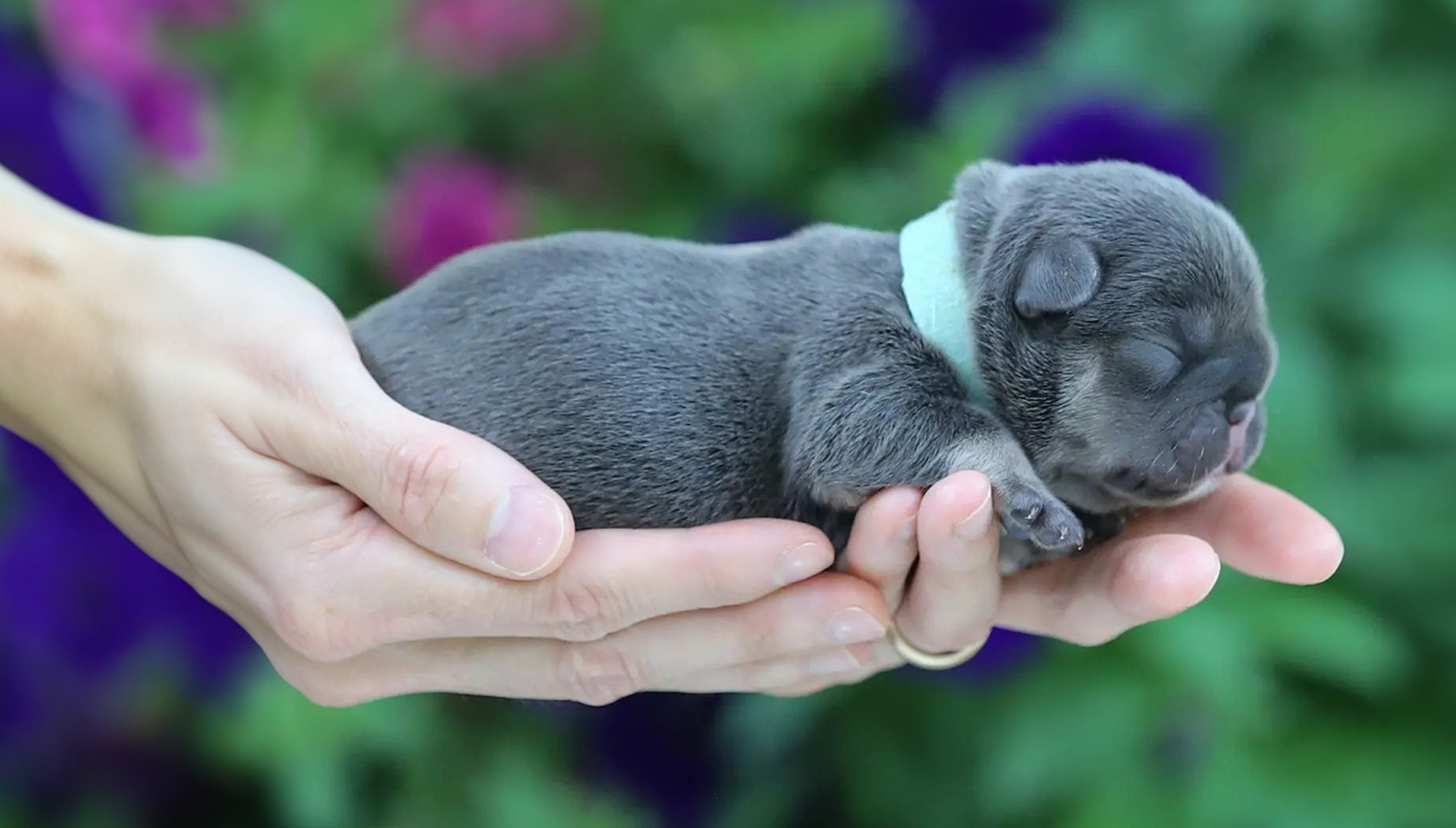 akc french bulldog puppies for sale near me tennessee
