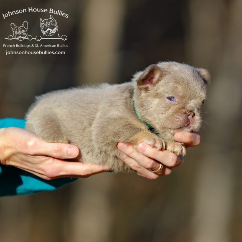 Isabella tan fluffy French bulldog puppy for sale Tennessee