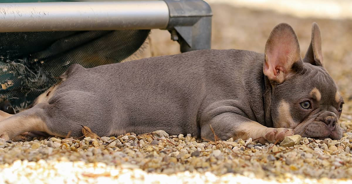 chocolate and tan french bulldog puppies for sale near me in TN. chocolate tri frenchies for sale.