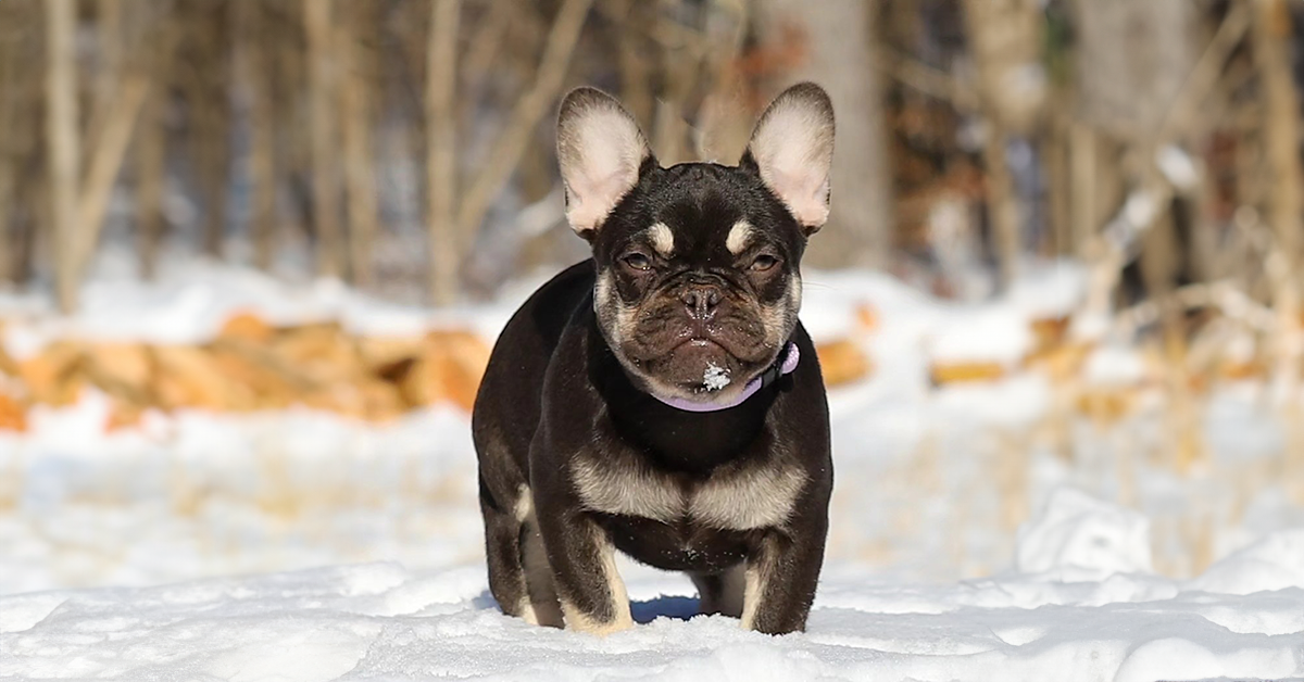 chocolate and tan french bulldog puppies for sale near me in Chattanooga, tn
