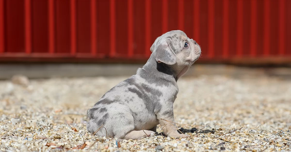 merle french bulldog puppies for sale near me tennessee. Tennessee merle frenchies for sale.