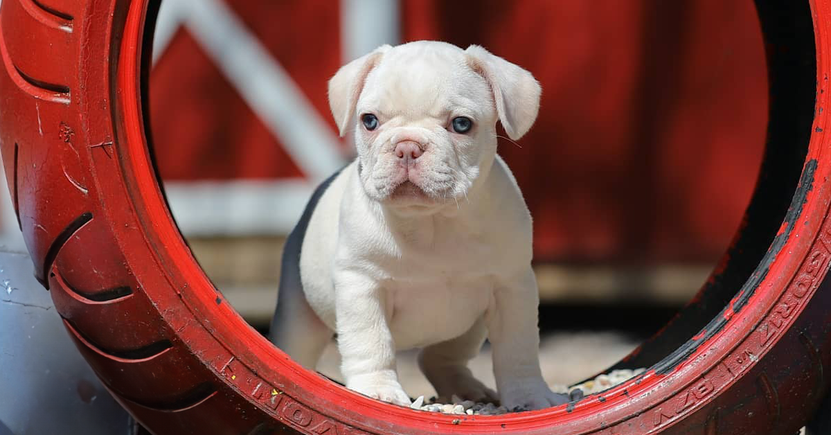 platinum french bulldog puppies for sale near me in TN. platinum frenchies for sale.