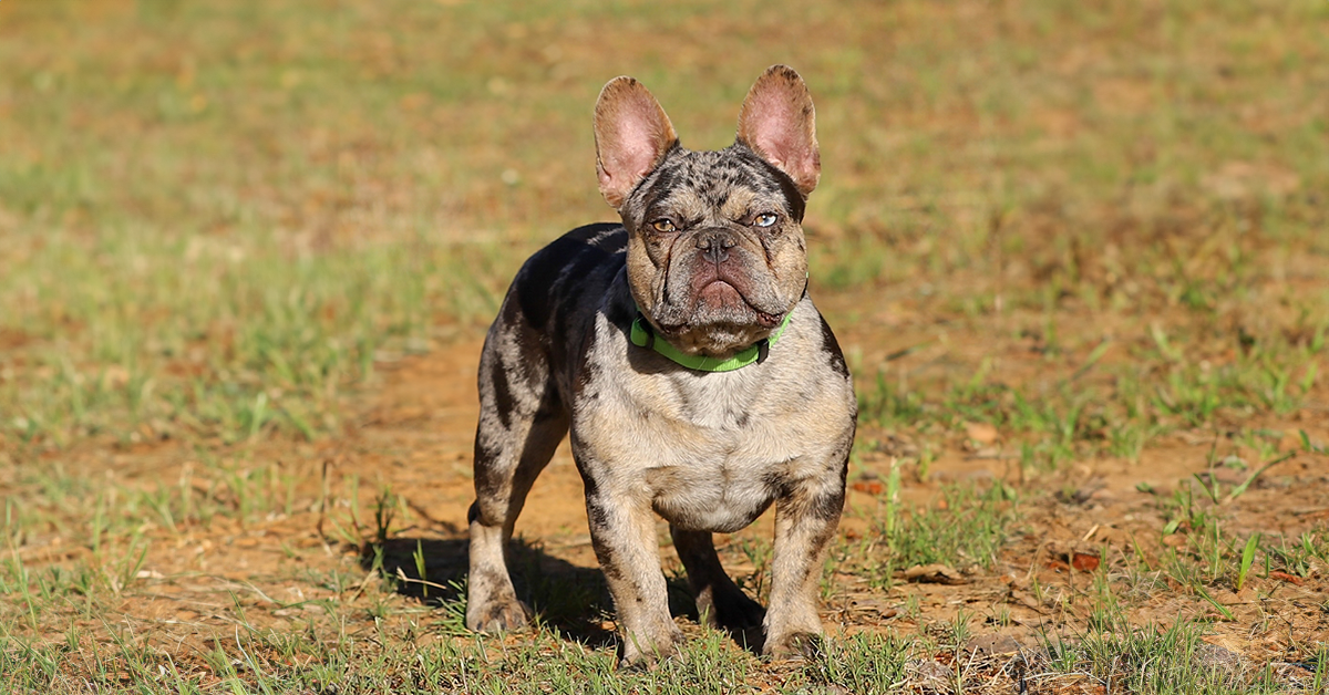 jhb frito chocolate and tan merle frenchie bulldog breeders in TN
