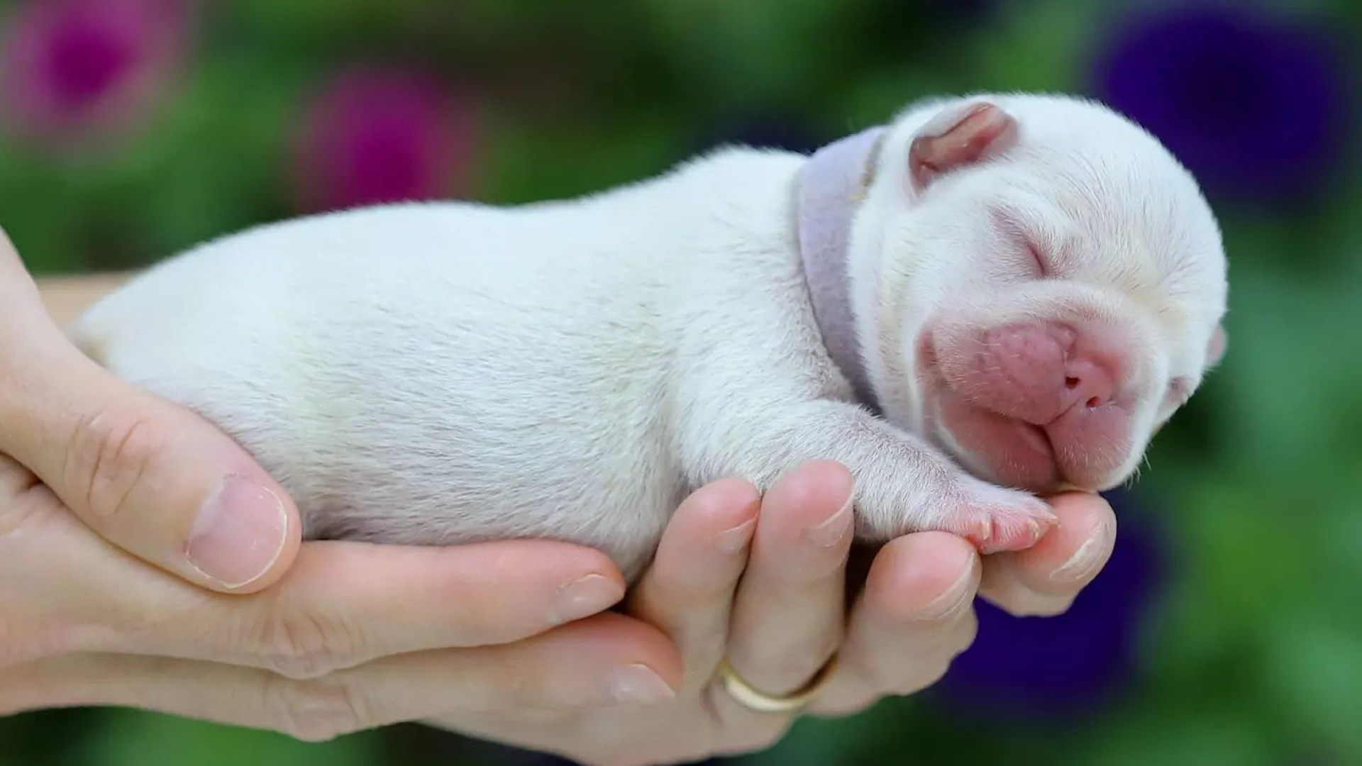 french bulldog colors platinum frenchie french bulldog puppy