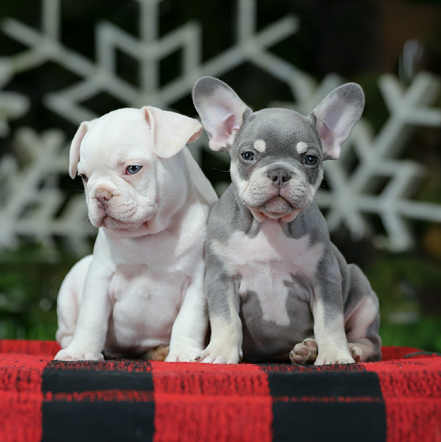 platinum frenchie puppy and lilac and tan frenchie puppy from jhb french bulldog breeders