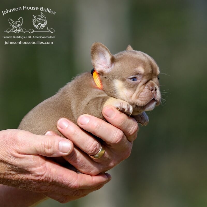 new shade chocolate rojo and tan french bulldog for sale tampa florida.