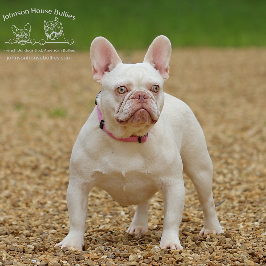 Johnson House Bullies Margaux is a new shade isabella and tan merle platinum French Bulldog female in our breeding program. She is a one of a kind Frenchie.
