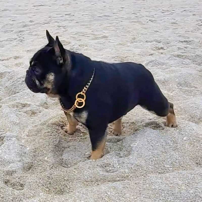 French Bulldog stud WWF Lil Rolex Time is Money Rollie.