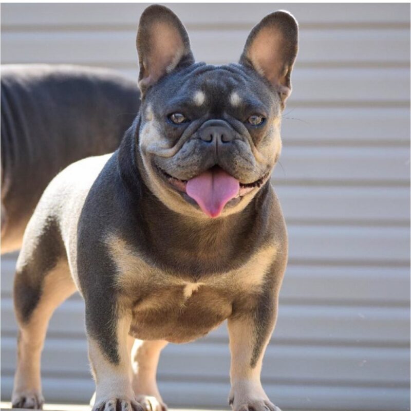 Mims is a Lilac and Tan French Bulldog.