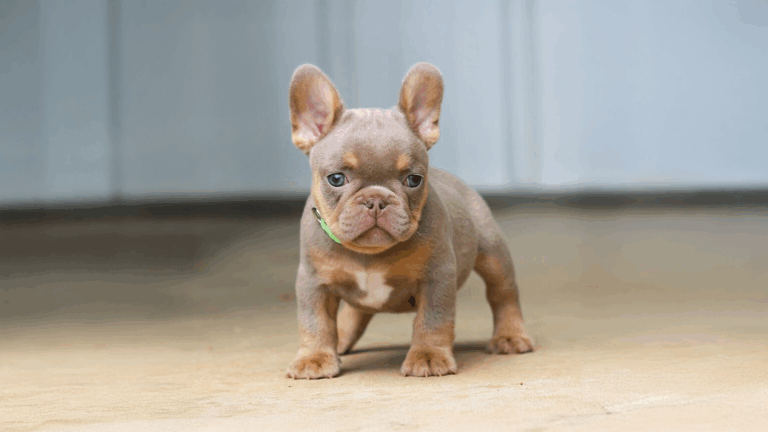 Read more about the article A Well Bred French Bulldog Puppy vs a Poorly Bred Frenchie Pup