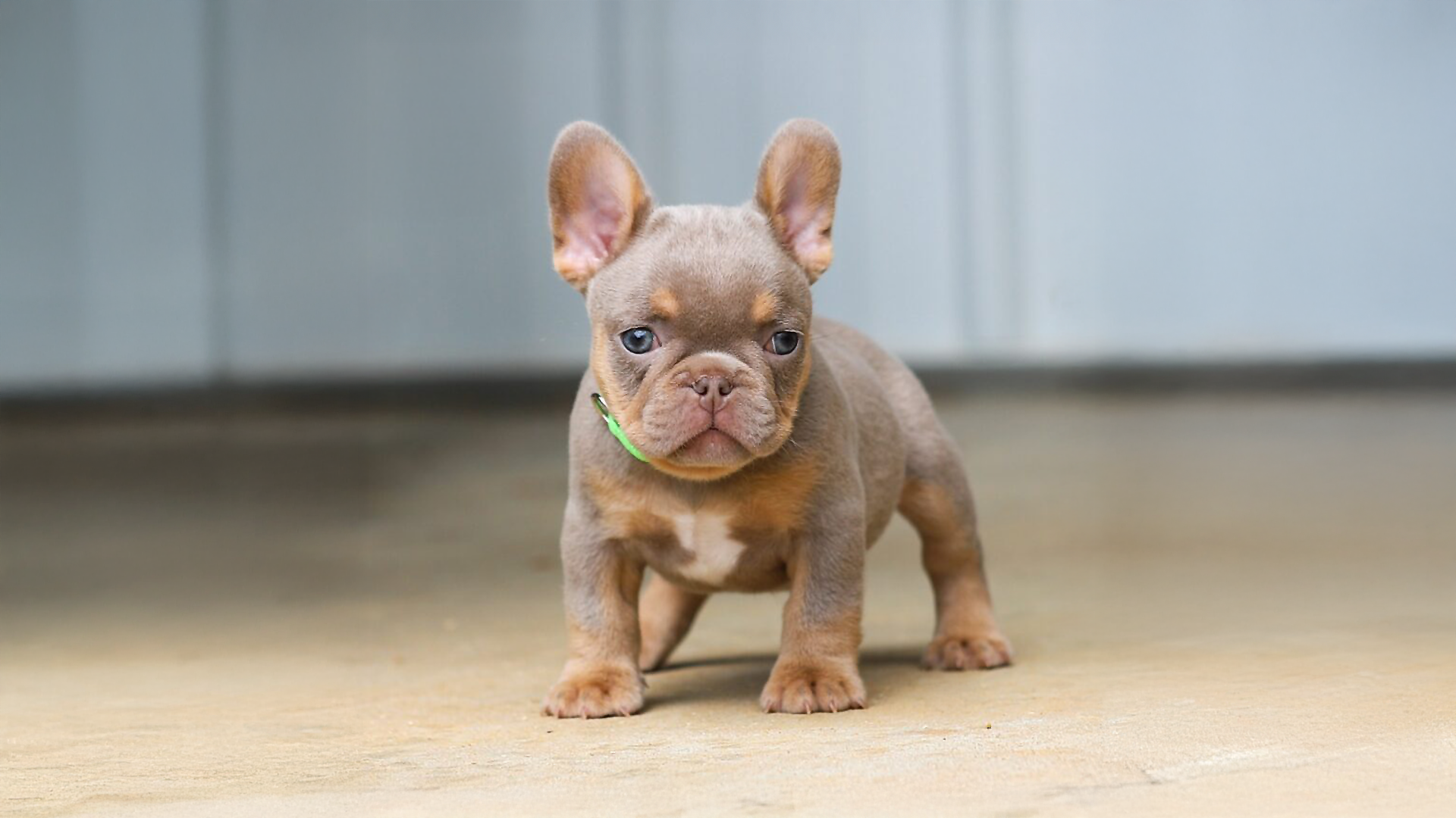 Read more about the article A Well Bred French Bulldog Puppy vs a Poorly Bred Frenchie Pup