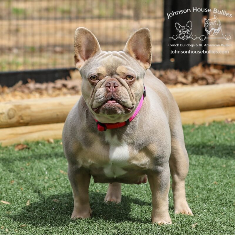 Ophelia-is-a-stunning-newshade-isabella-tan--French-Bulldog-produced-by-Johnson-House-Bullies-in-Tennessee.
