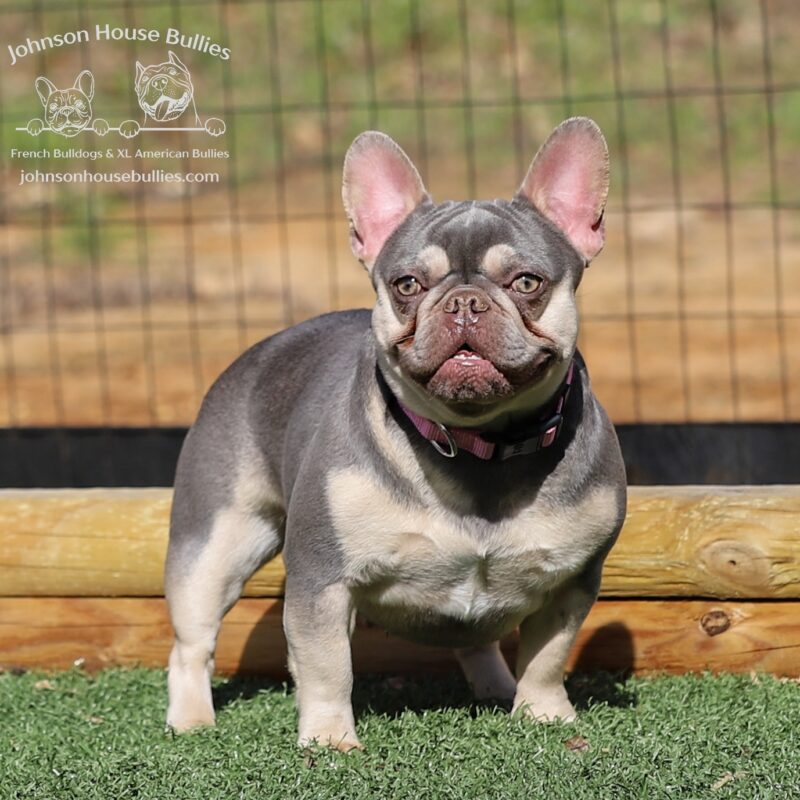 Sweet Pea is a Lilac and Tan French Bulldog produced by Johnson House Bullies in Jackson Tennessee.