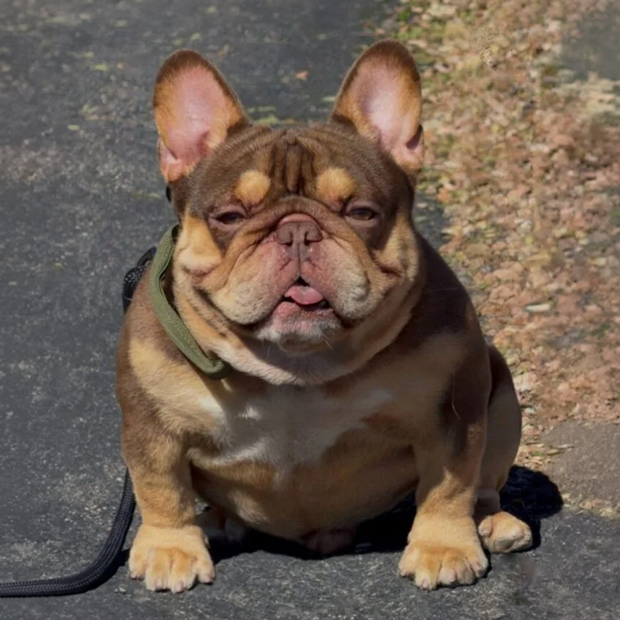 A Rojo isabella and tan French Bulldog stud sitting on concrete