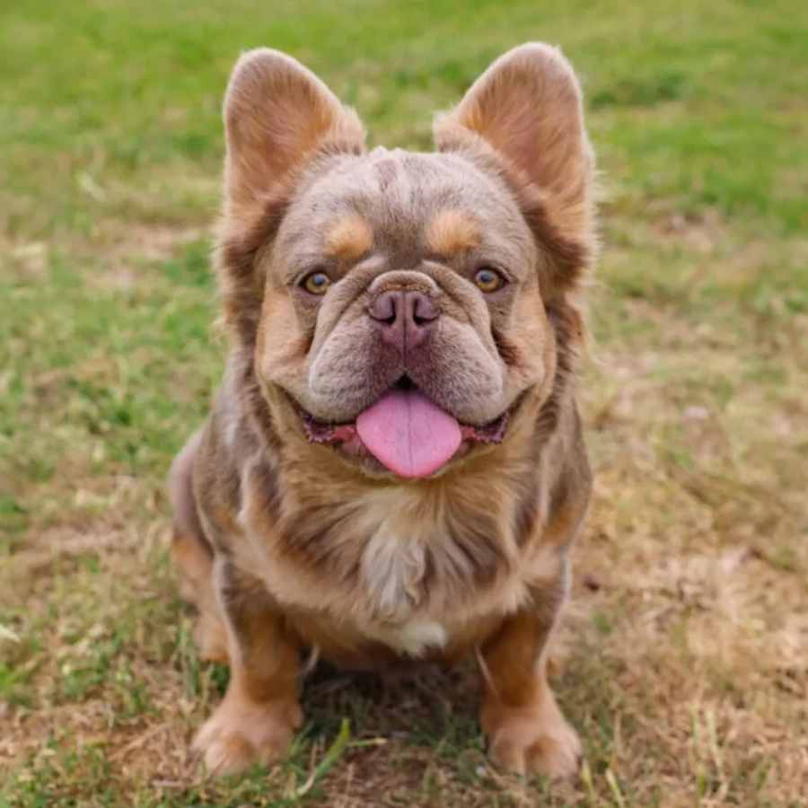 isabella and tan fluffy french bulldog