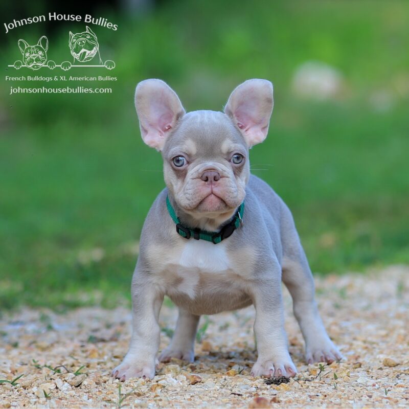 AKC-Isabella-French-Bulldog-for-sale-near-Jackson-Tennessee.