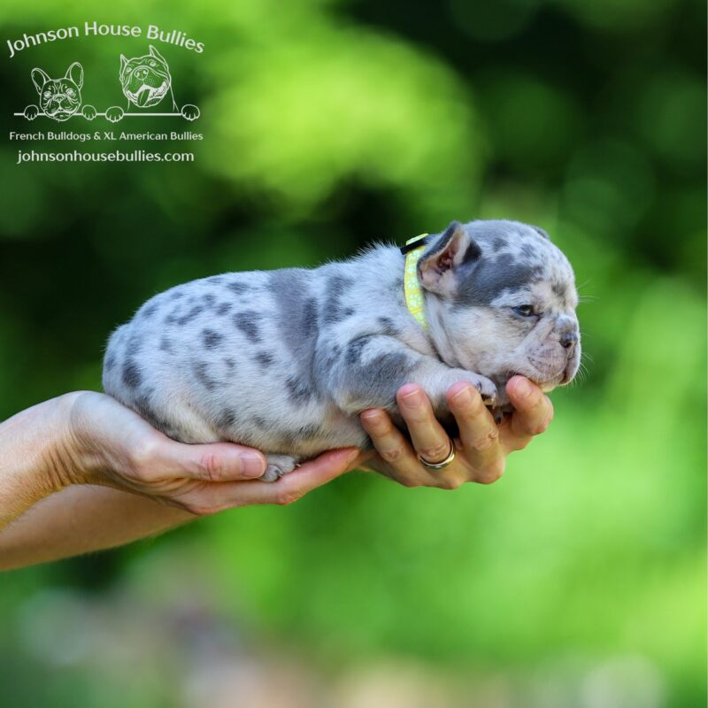 AKC-Lilac-Tan-Merle-French-Bulldog-puppies-for-sale-Memphis-Tennessee.