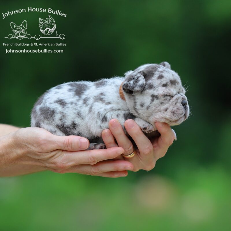 Chocolate-Merle-French-Bulldog-puppy-for-sale-from-Johnson-House-Bullies-Jackson-Tennessee.