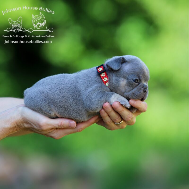 Health-Tested-Lilac-Tan-French-Bulldog-puppies-for-sale-Jackson-Tennessee-from-Johnson-House_Bullies.