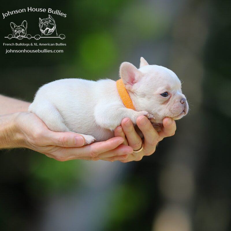 Health-Tested-Platinum-lilac-and-tan-French-Bulldog-puppy-for-sale-near-me-from-Tennessee-breeder-Johnson-House-Bullies.