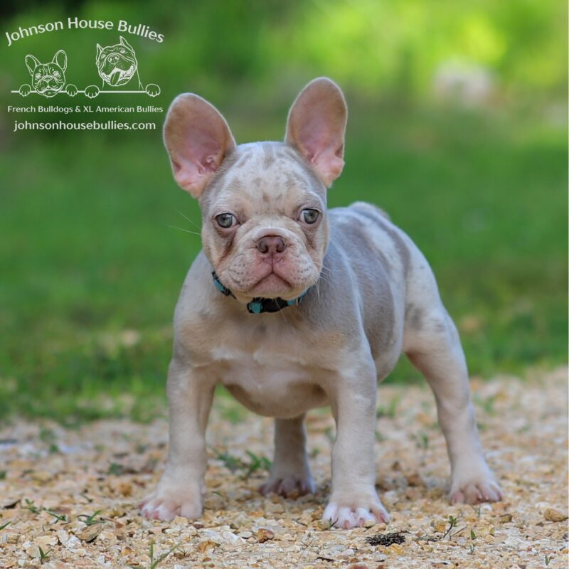 Health-Testested-Merle-Isabella-French-Bulldog-puppy-for-sale-West-Tennessee.